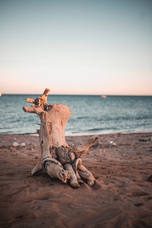 Photo of Driftwood on Sand