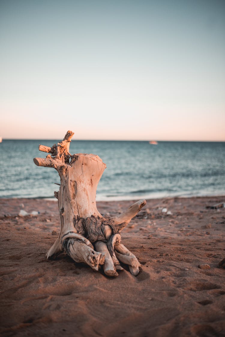 Photo Of Driftwood On Sand