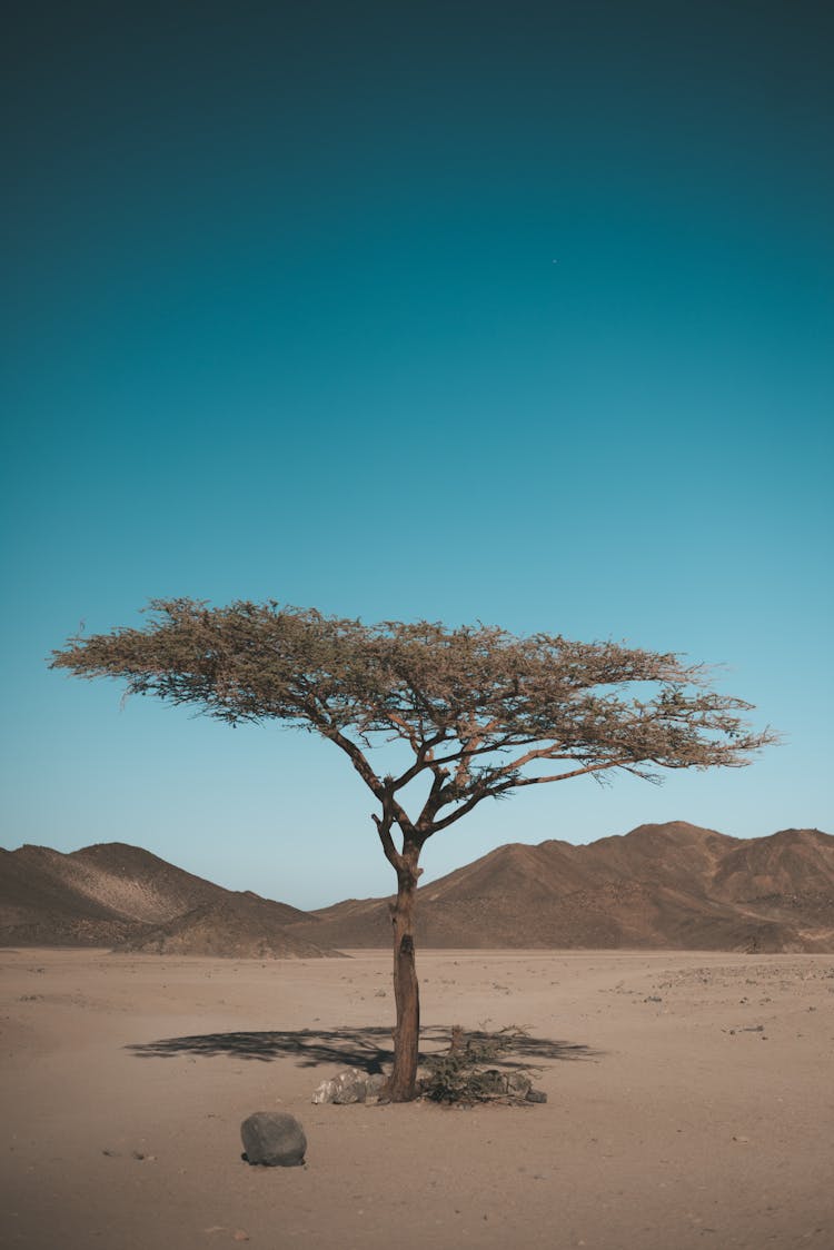 Tree At The Desert