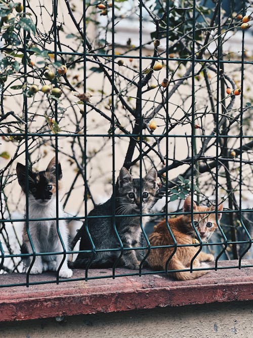 Foto stok gratis anak kucing, binatang peliharaan, dinding