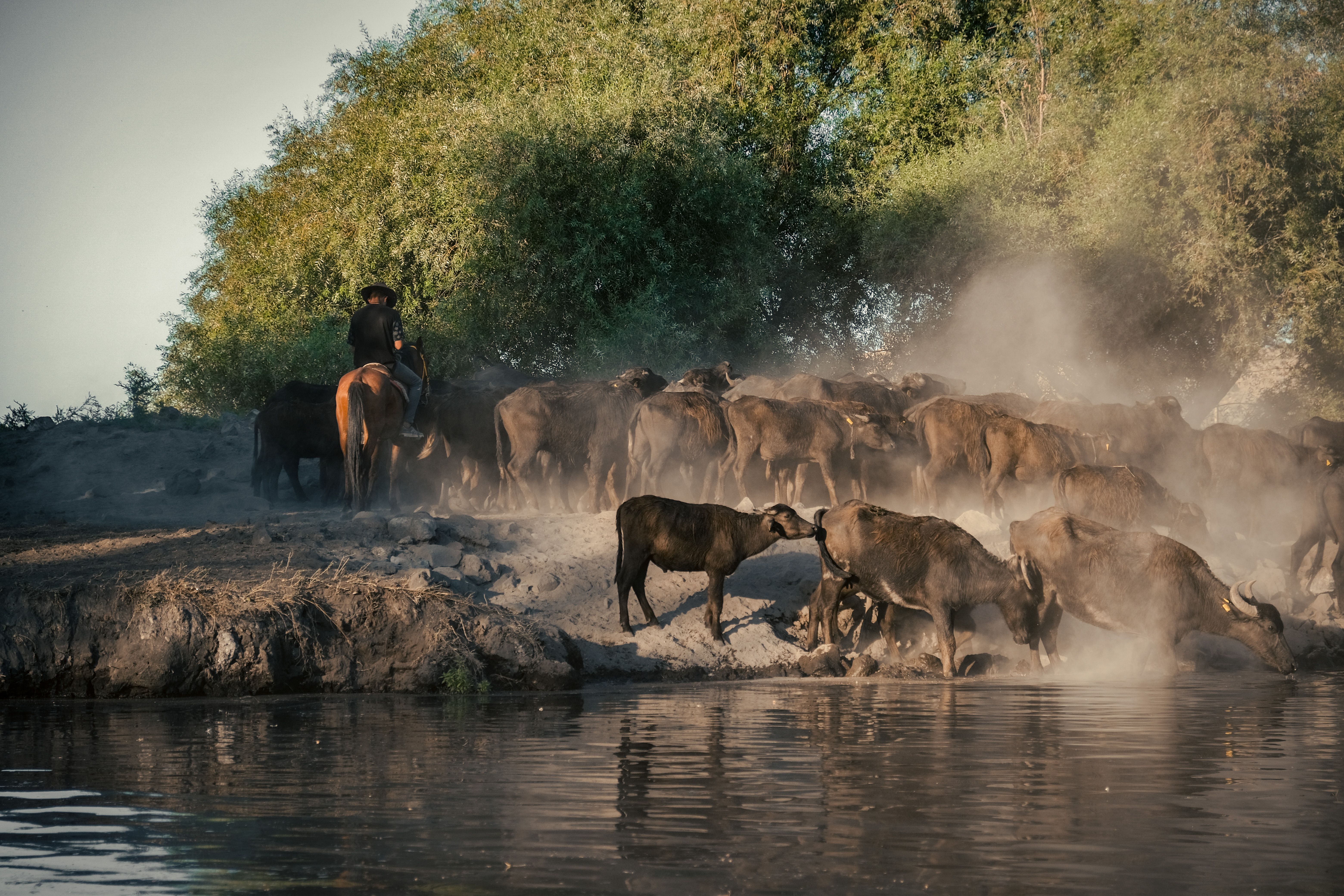 Cattle near water, Botswana