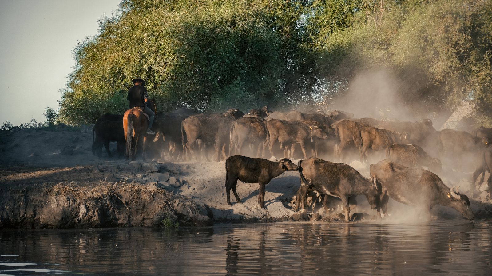 Cattle near water, Botswana