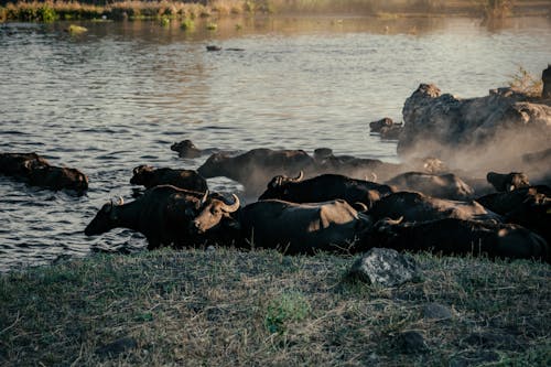 Ingyenes stockfotó állatállomány, állatfotók, csorda témában