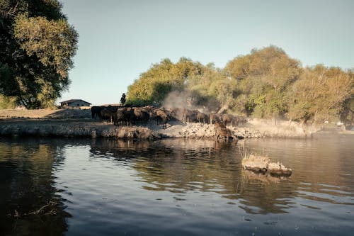 Безкоштовне стокове фото на тему «вода, дерева, корови»