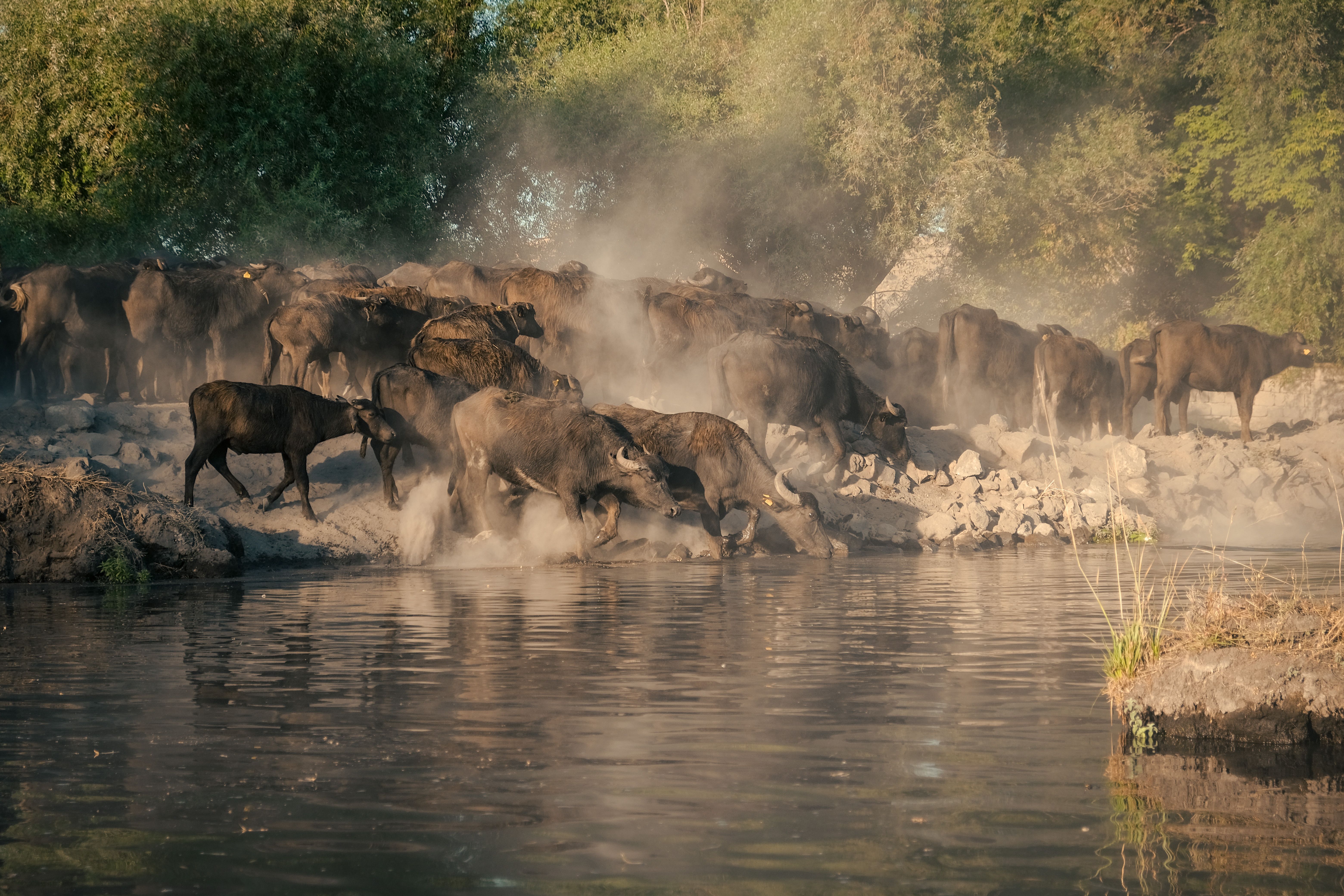 Cattle near Water and Trees · Free Stock Photo