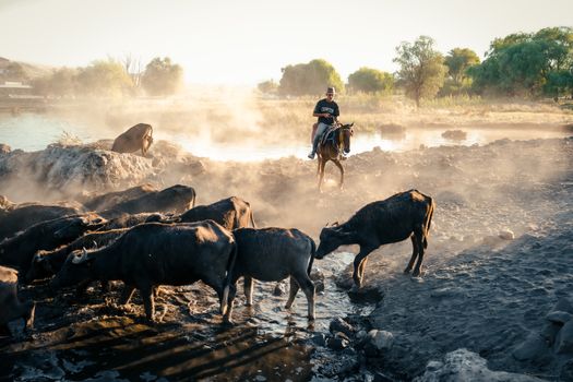 A cowboy on horseback guides cattle beside a river in a serene rural setting at sunrise.
