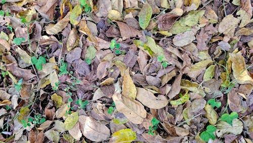 Autumn Leaves Lying Down on Ground