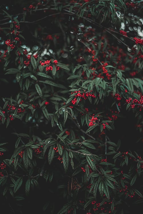 Black and Red Floral Textile