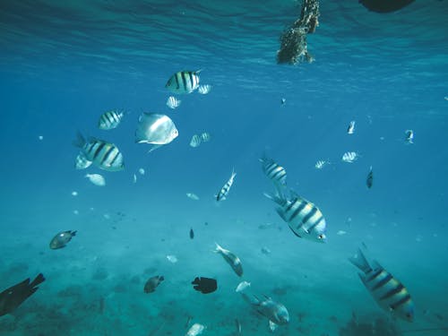 School of Fish on the Ocean Photography