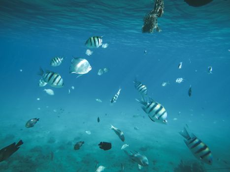 A vivid underwater view showcasing a variety of tropical fish swimming amidst clear blue waters.