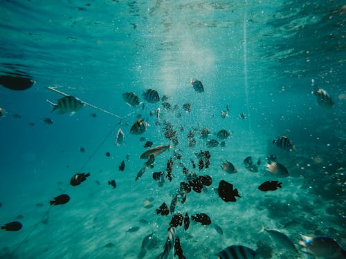 gratis Onderwaterfoto Van Vissen Stockfoto