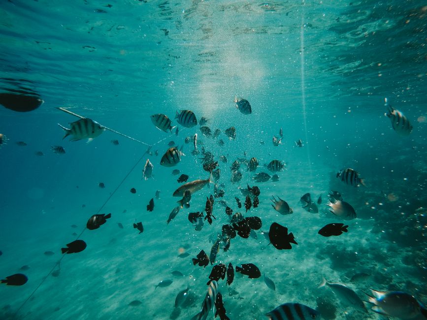 fish ocean