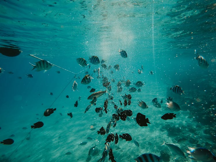 Underwater Photo Of Fishes