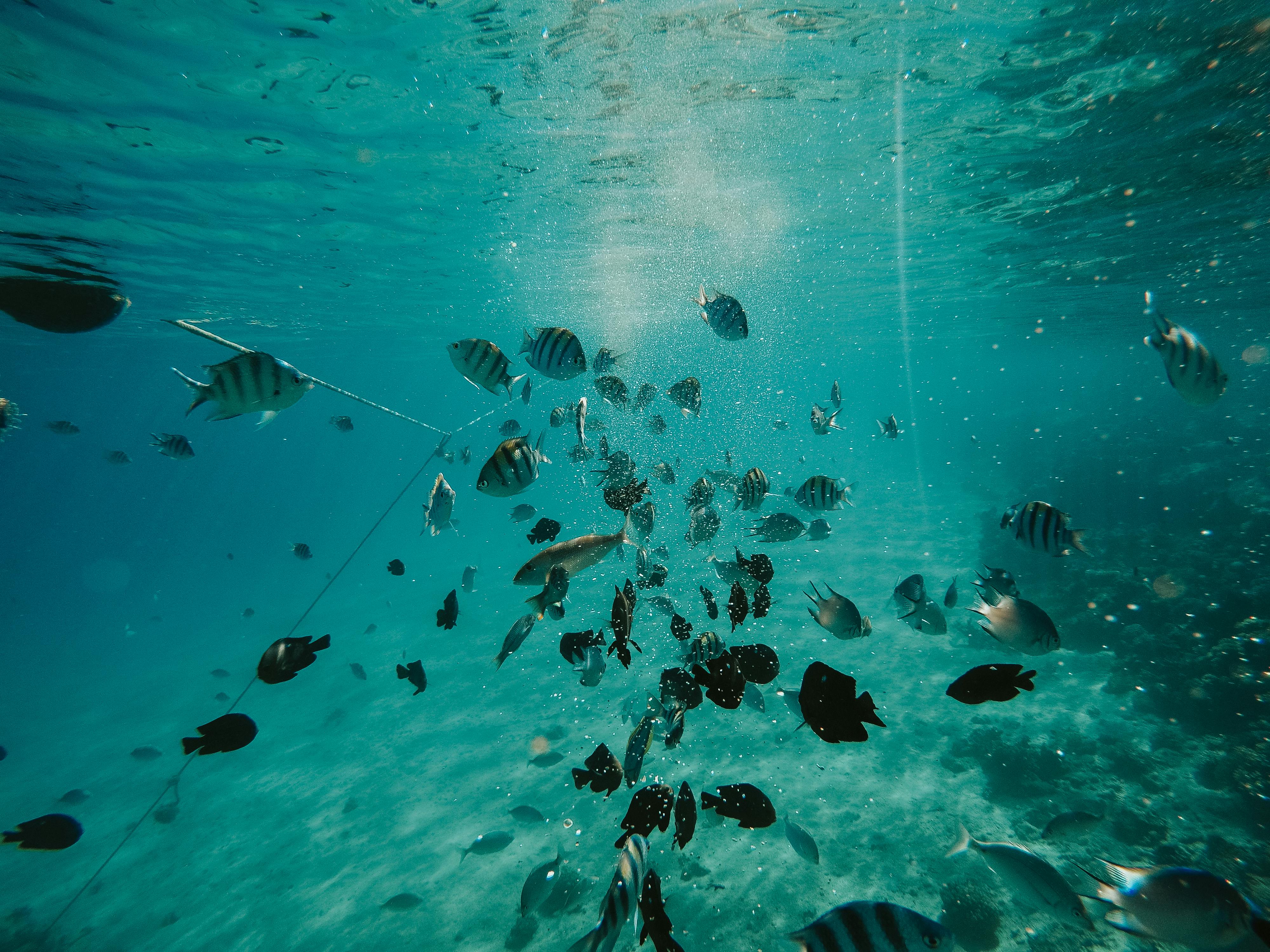 Fish Underwater Photos, Download The BEST Free Fish Underwater