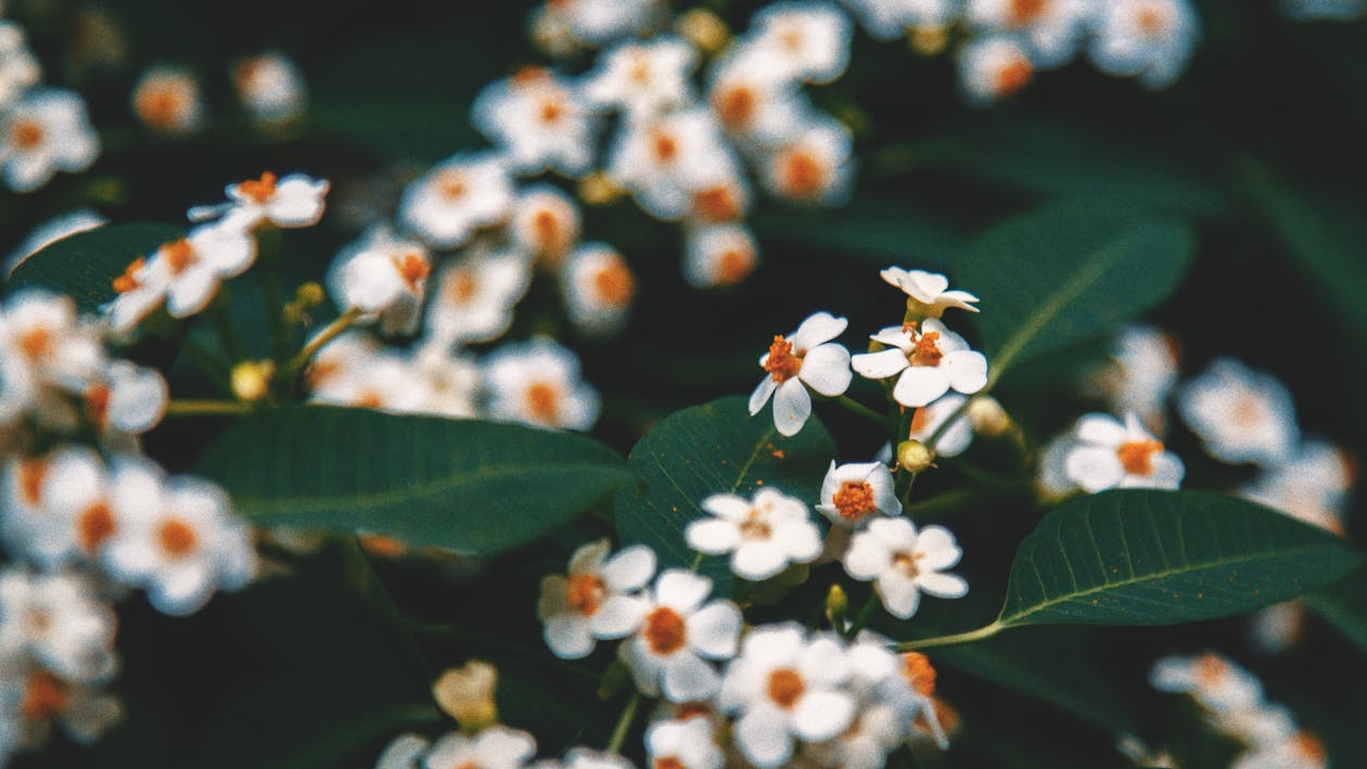 Macro Photography of White Petaled Flowers