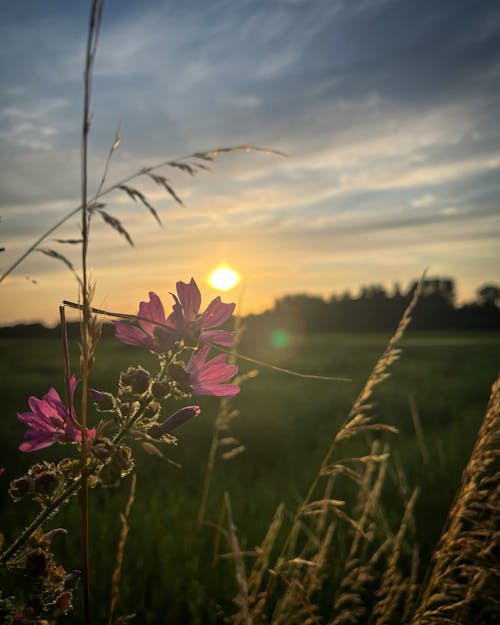 Sunset in the countryside 