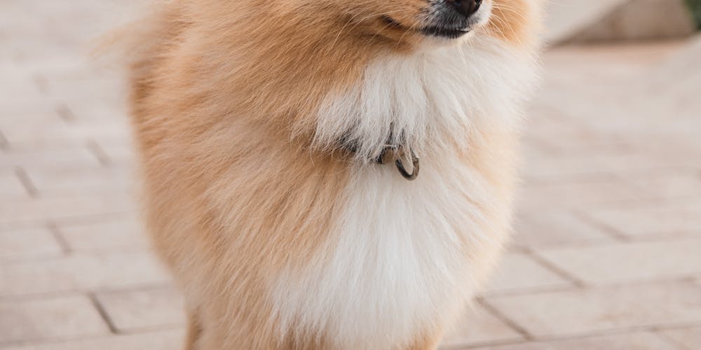 Nồi Chiên Điện – Giải Pháp Nấu Ăn Hiện Đại Cho Gia Đình Bạn