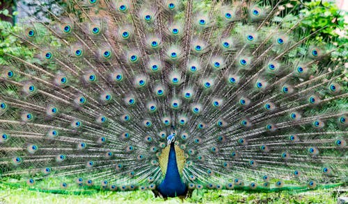 Peacock 