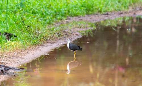 Gratis stockfoto met dieren in het wild, fotografie van vogels, Indië