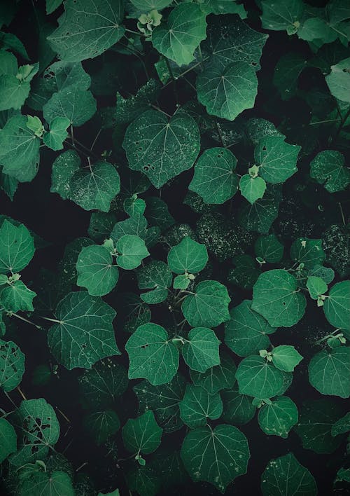 관목, 나뭇잎, 담쟁이덩굴의 무료 스톡 사진