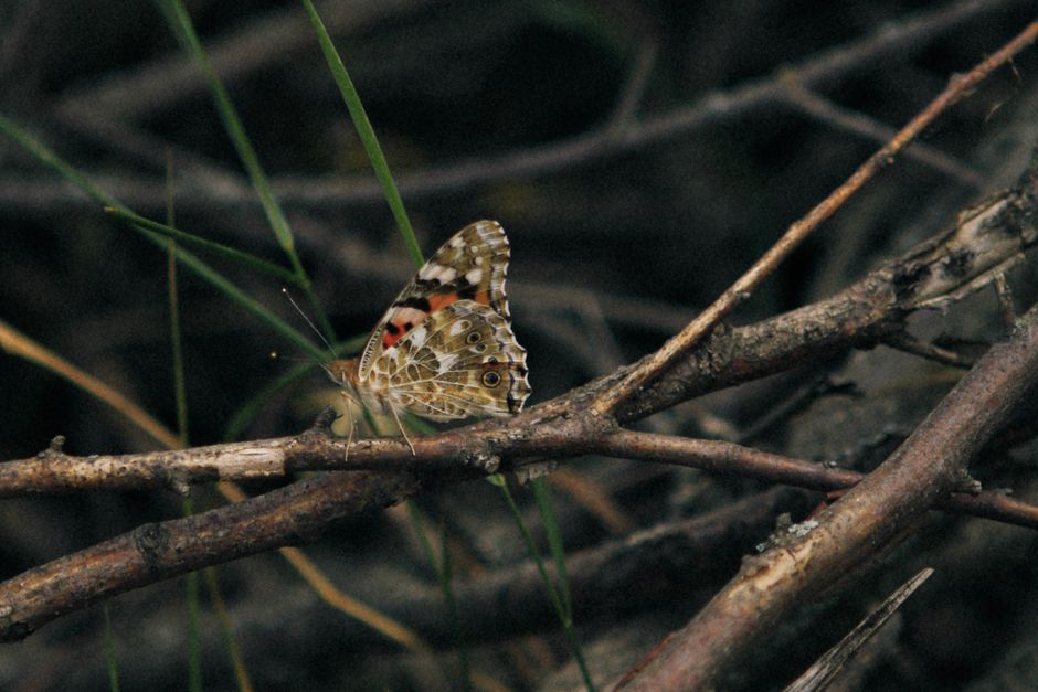 Close-up of a Painted Lady butterfly on branches in Quba, Azerbaijan.