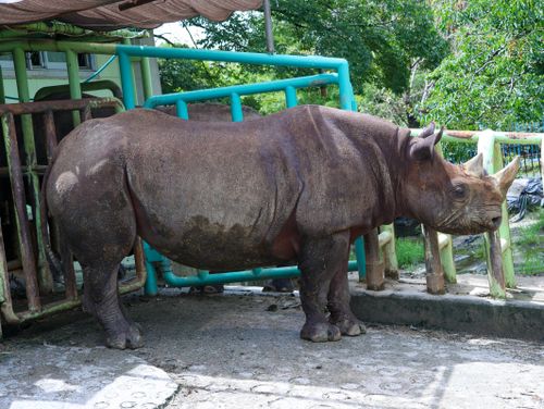 Free stock photo of rhino Stock Photo