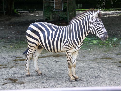 Free stock photo of zebra Stock Photo