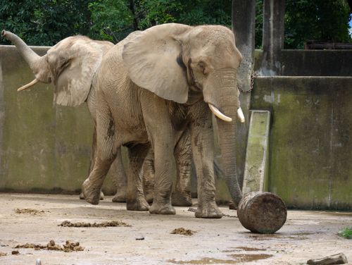 Free stock photo of elephant Stock Photo