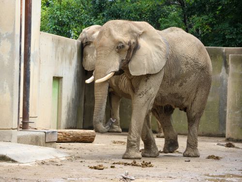 Free stock photo of elephant, elephent Stock Photo