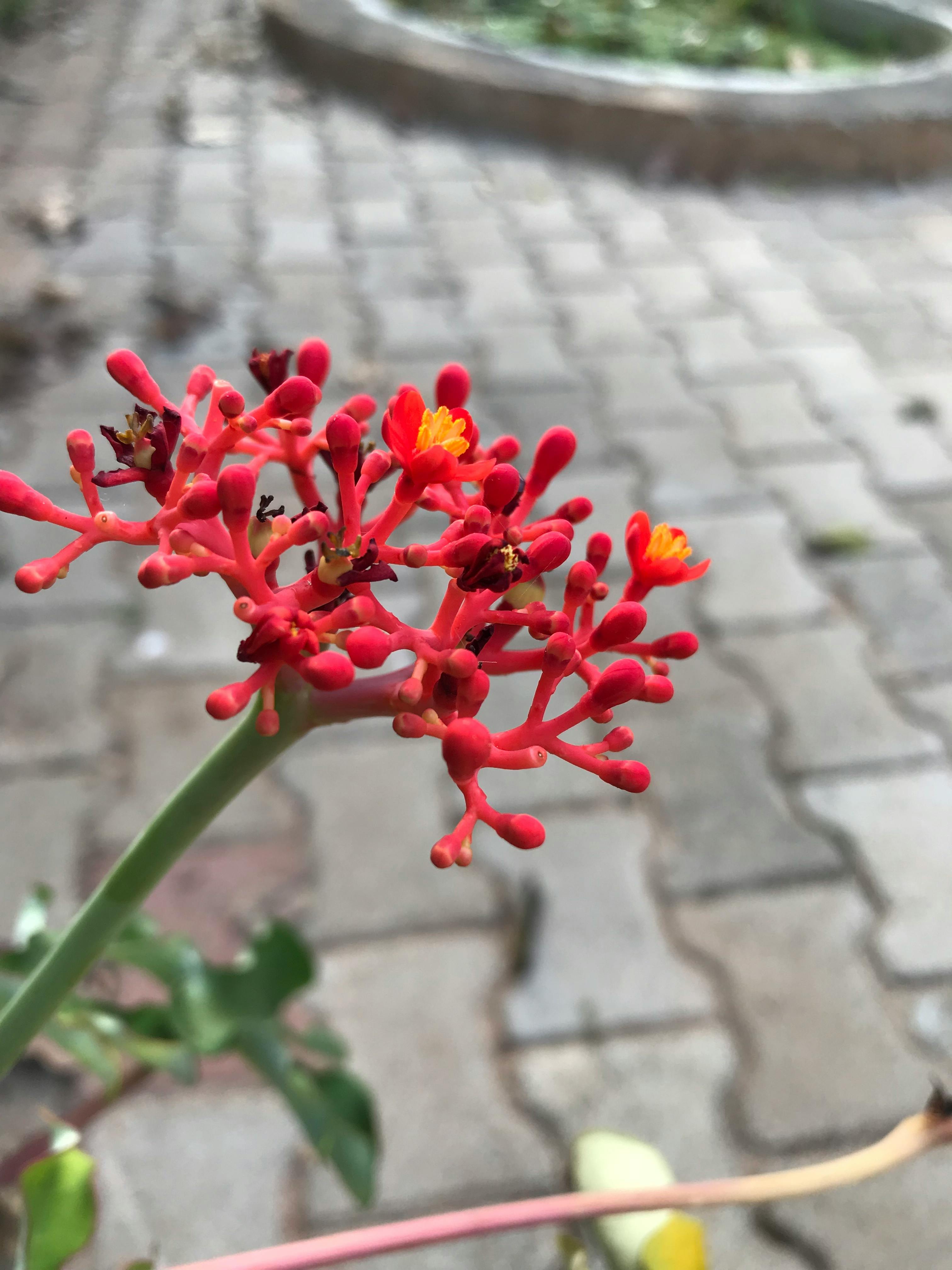 Free stock photo of Belgaum Lake