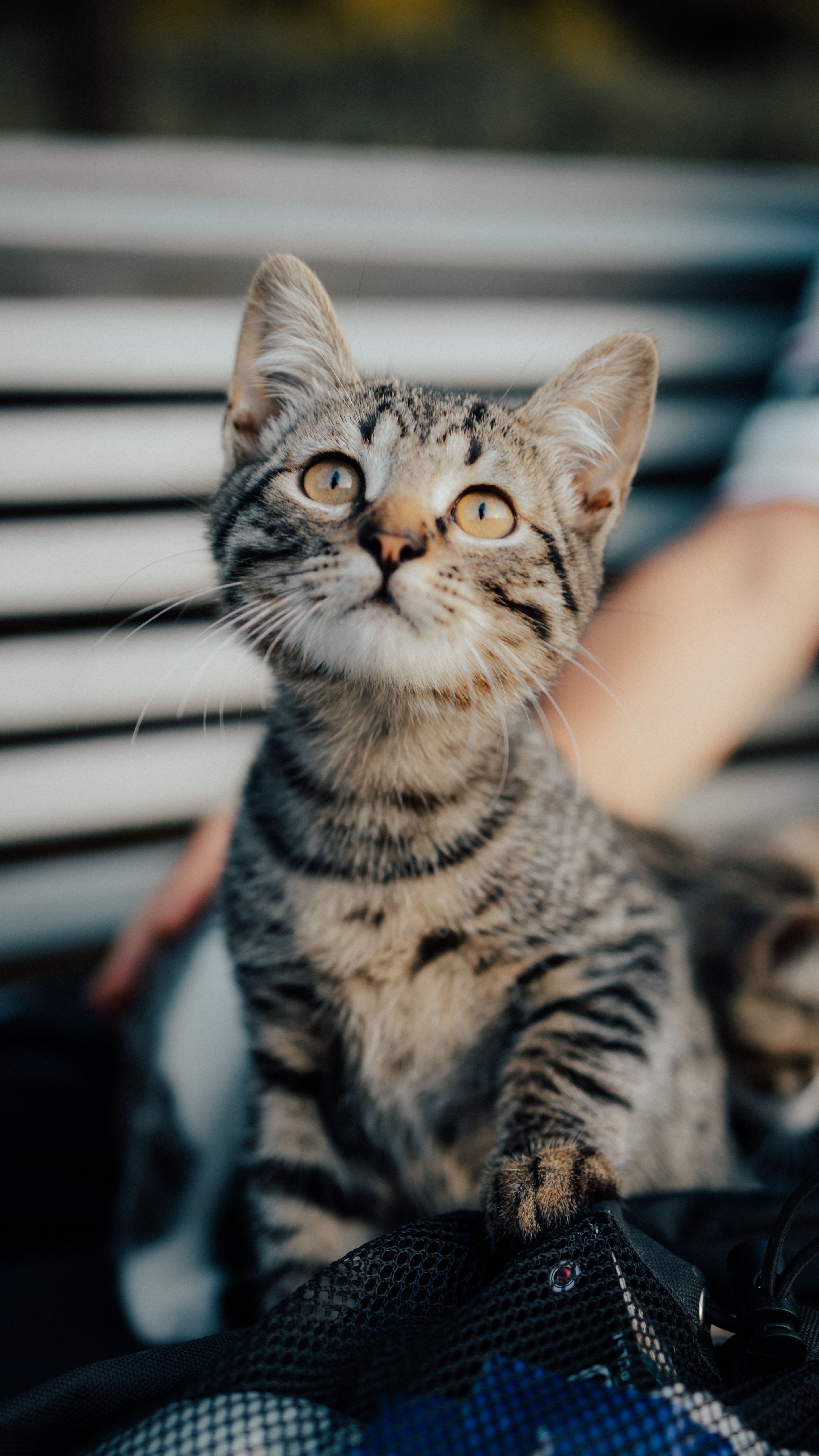 Petisco de Salmão para Gatos
