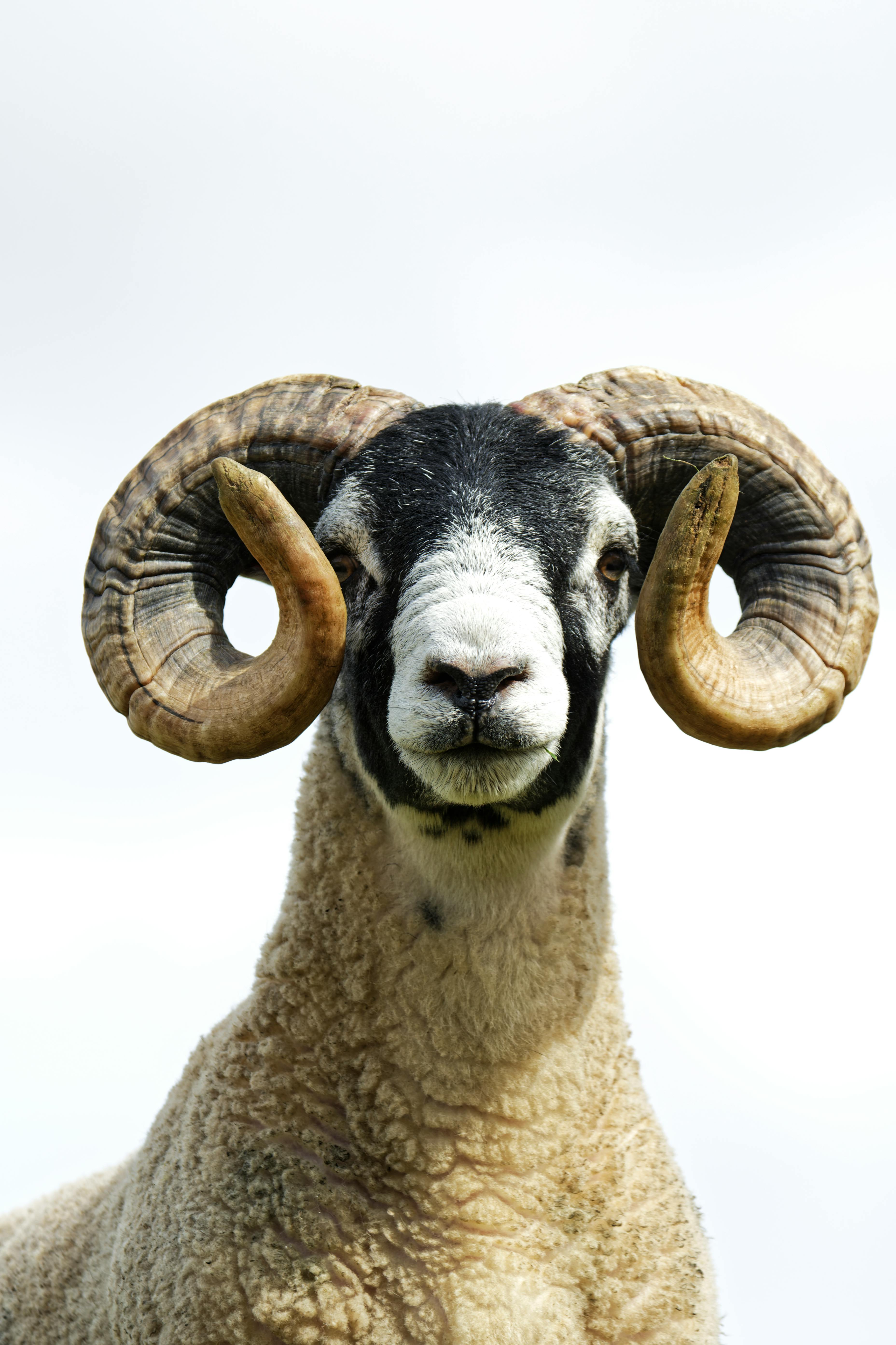 Male Sheep with Twisted Horns · Free Stock Photo