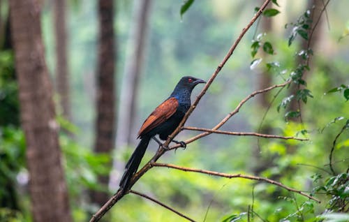 Coucal - The cuckoo family