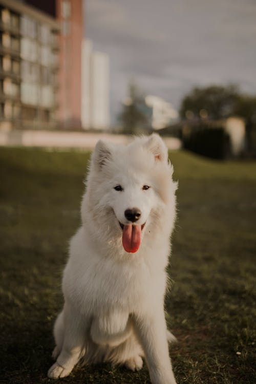 Kostenloses Stock Foto zu haustiere, hund, samojeden