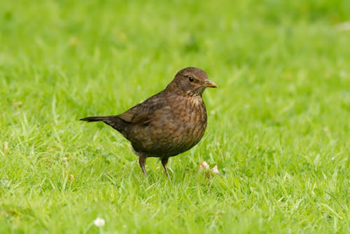 Small Blackbird on the Grass