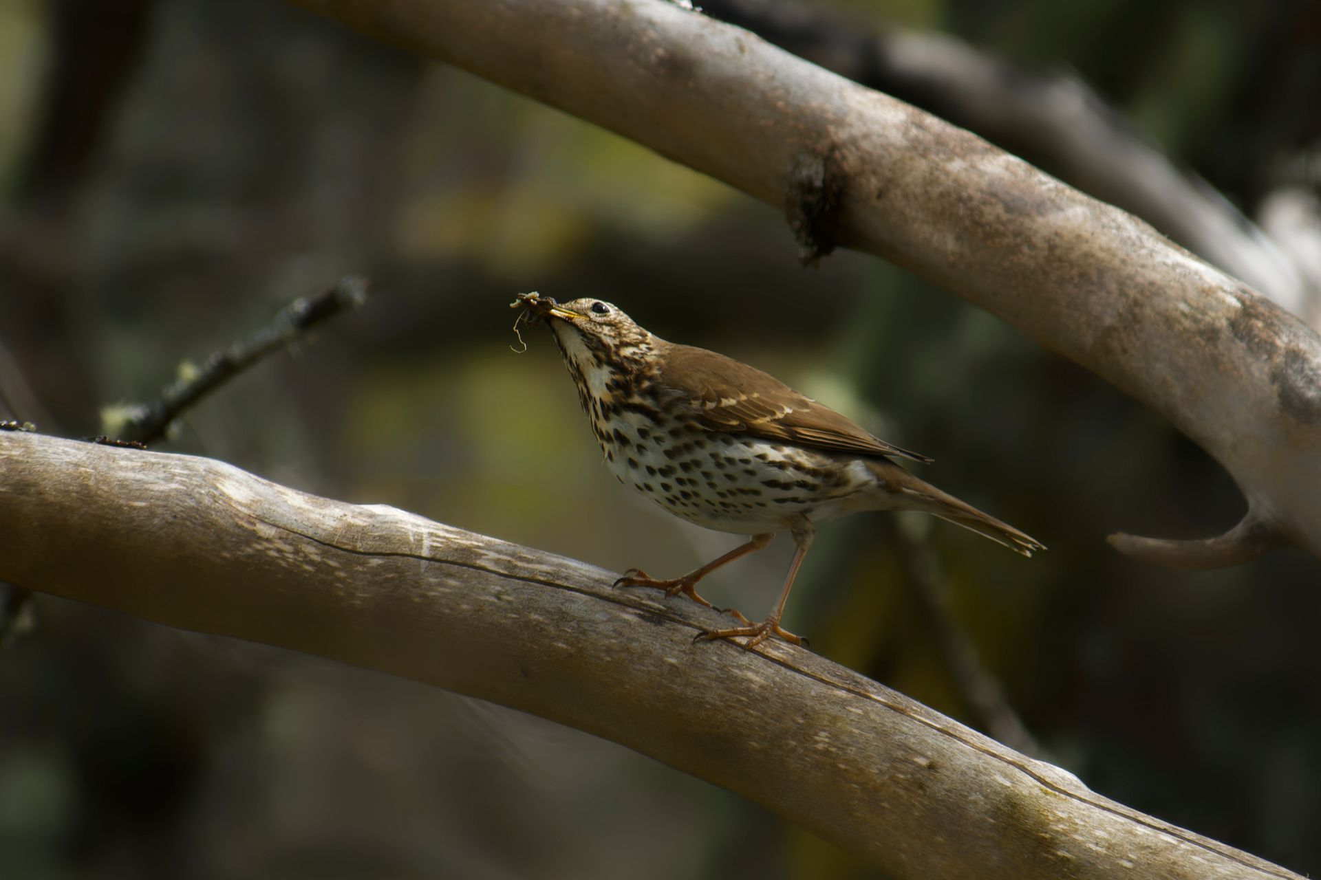 Song Thrush with Worm on Branch