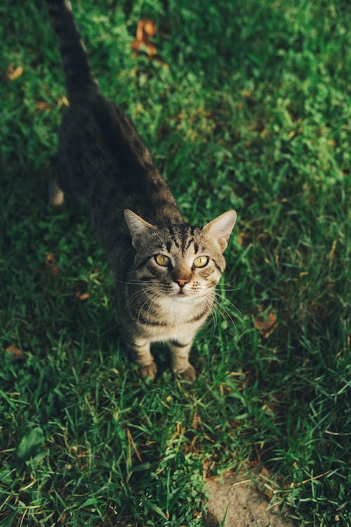 Small Cute Cat Standing on the Grass and Looking Up