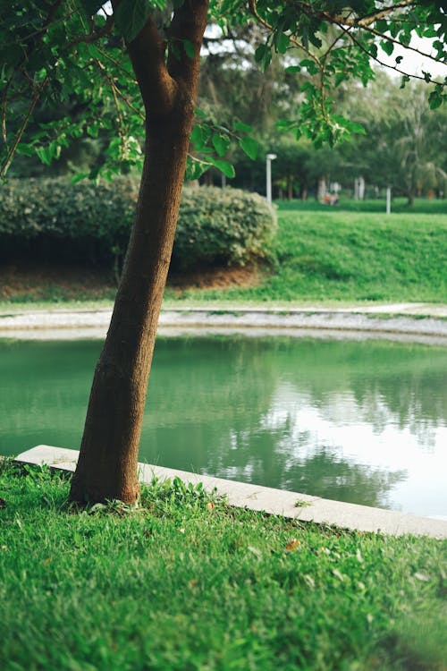 Fotos de stock gratuitas de agua, árbol, césped