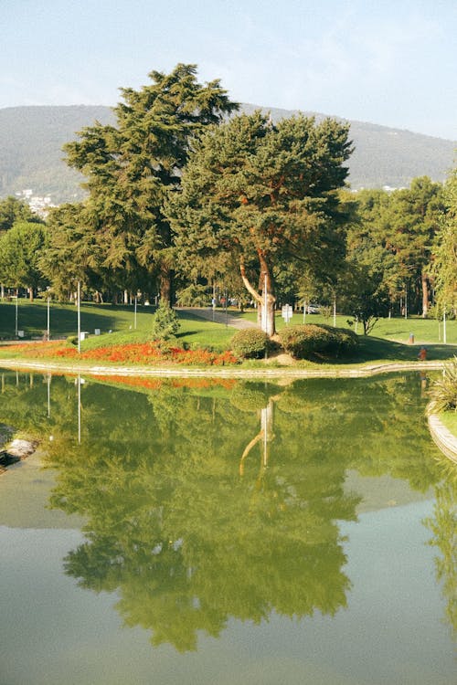 Trees Mirroring in Park Pond