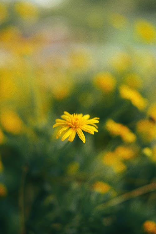 Free Beautiful Yellow Dandelion  Stock Photo