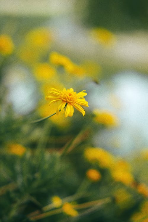 Fotos de stock gratuitas de amarillo, brillante, césped