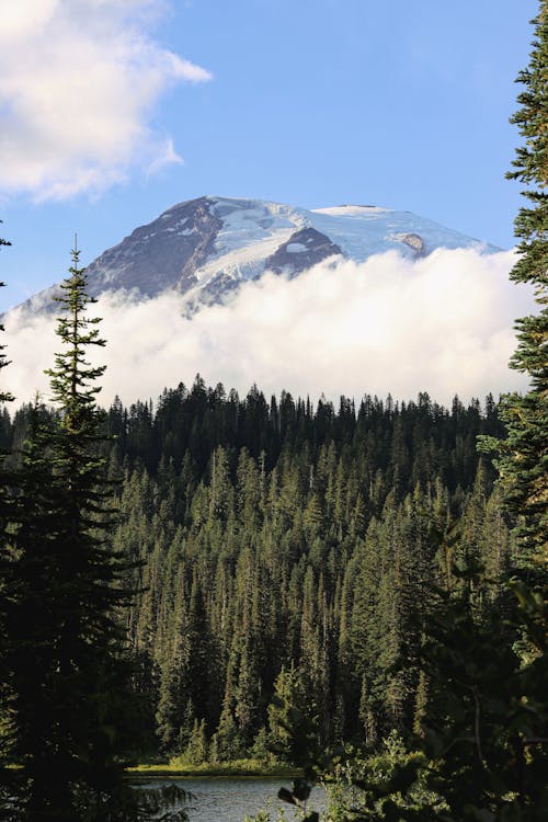 Snow-covered Mountain Above the Coniferous Forest