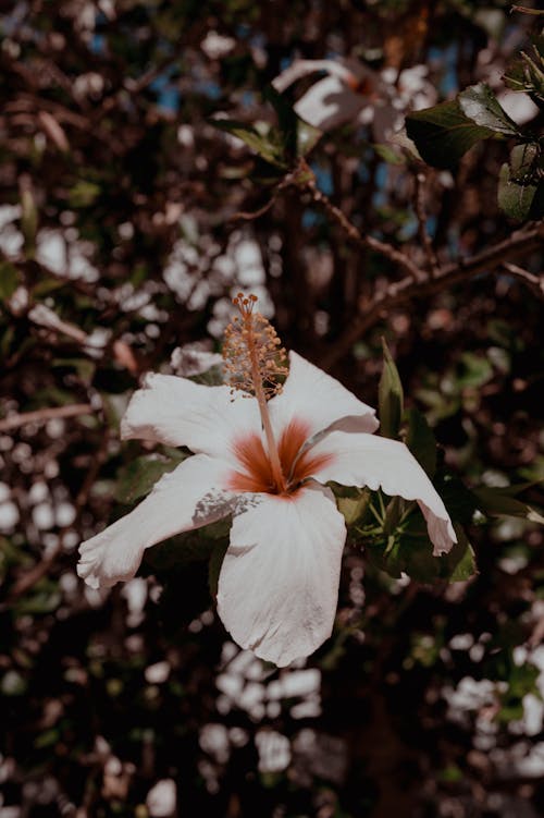 Blooming White Kauai Rosemallow Flower