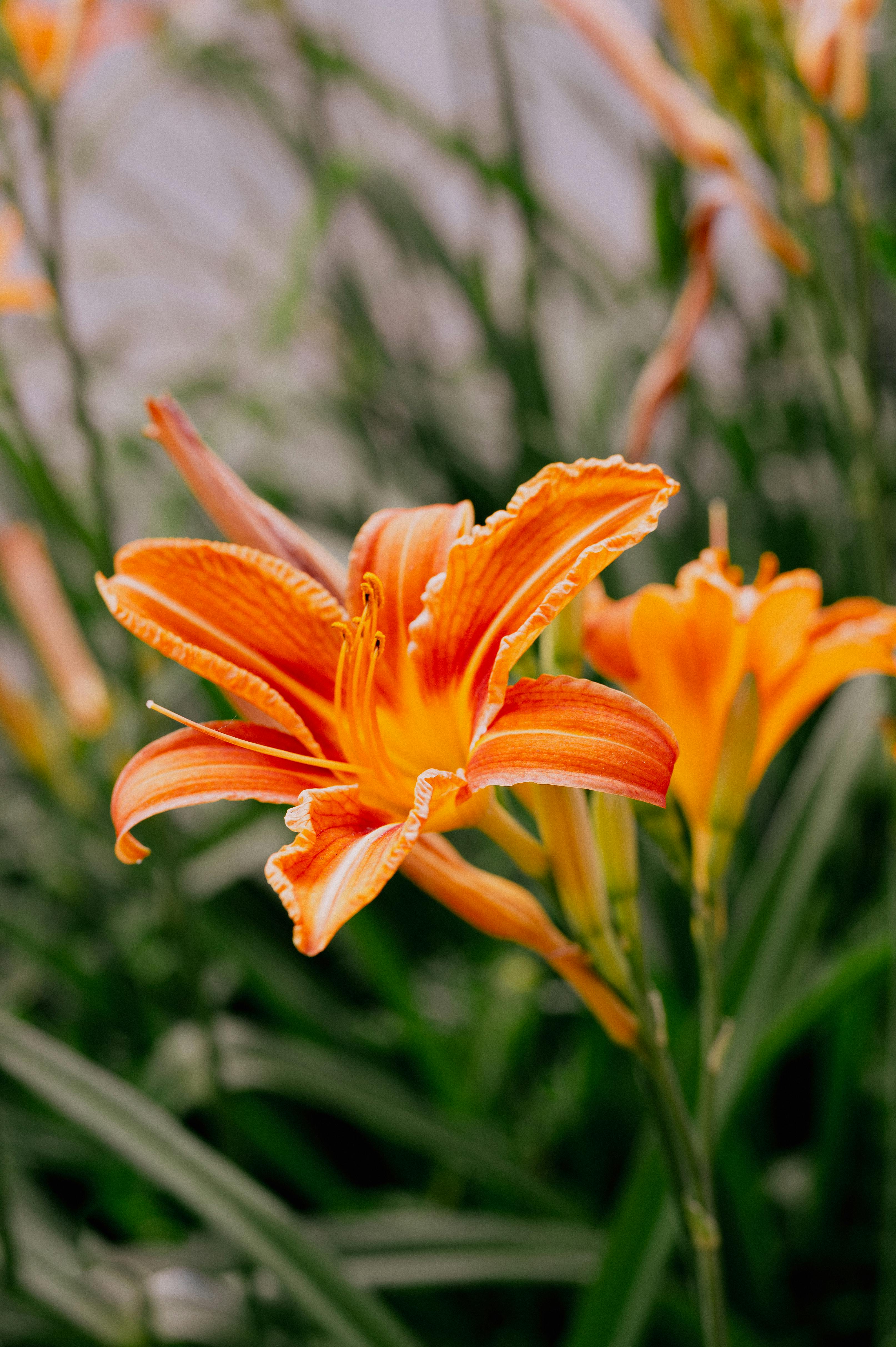 A vivid close-up of orange daylily flowers in full bloom, showcasing vibrant colors and delicate petal details.