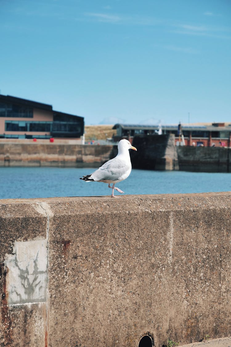 Seagull Sitting By A Harbour