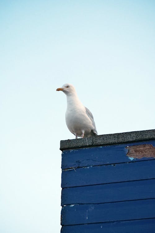 Imagine de stoc gratuită din a închide, fotografie cu animale sălbatice, fotografie de animale