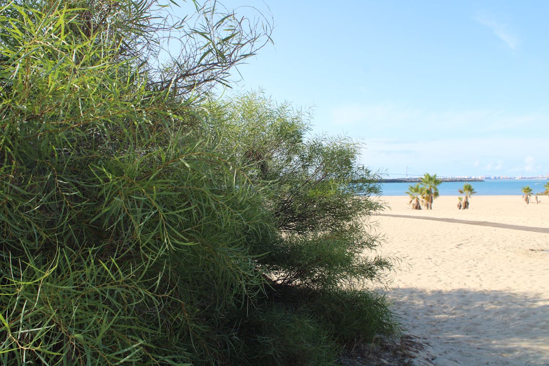 playa y paseo marítimo de la Puntilla