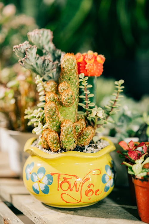 Immagine gratuita di avvicinamento, cactus, colorato