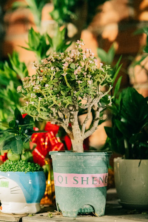 Plants in Flowerpots