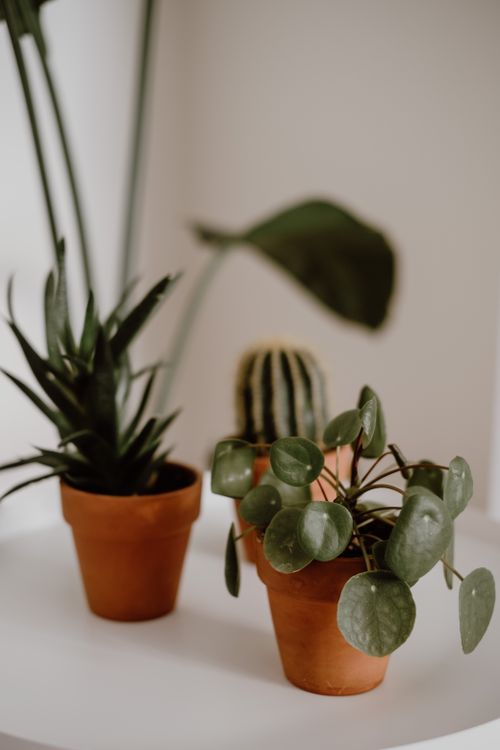 Free A peaceful still life of various houseplants in terracotta pots, fostering natural tranquility. Stock Photo